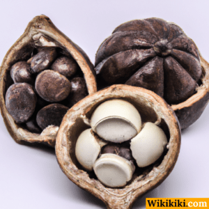 Cacao fruit 