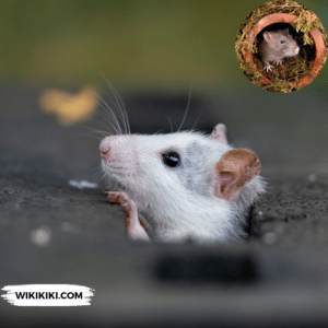Rats have the Power to Imagine, Research Reveals