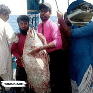 Sowa Fish: Pakistani Fisherman Becomes Overnight Millionaire Selling Fish