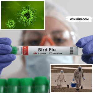 Latest Bird Flu News, Cases, Vaccination Updates and More – November 2024