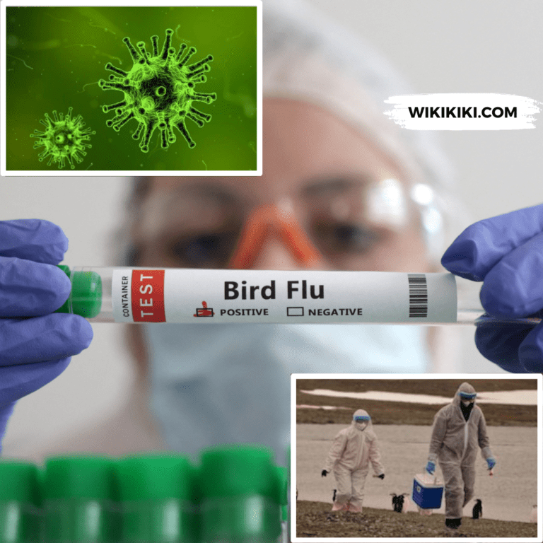 Latest Bird Flu News, Cases, Vaccination Updates and More – November 2024